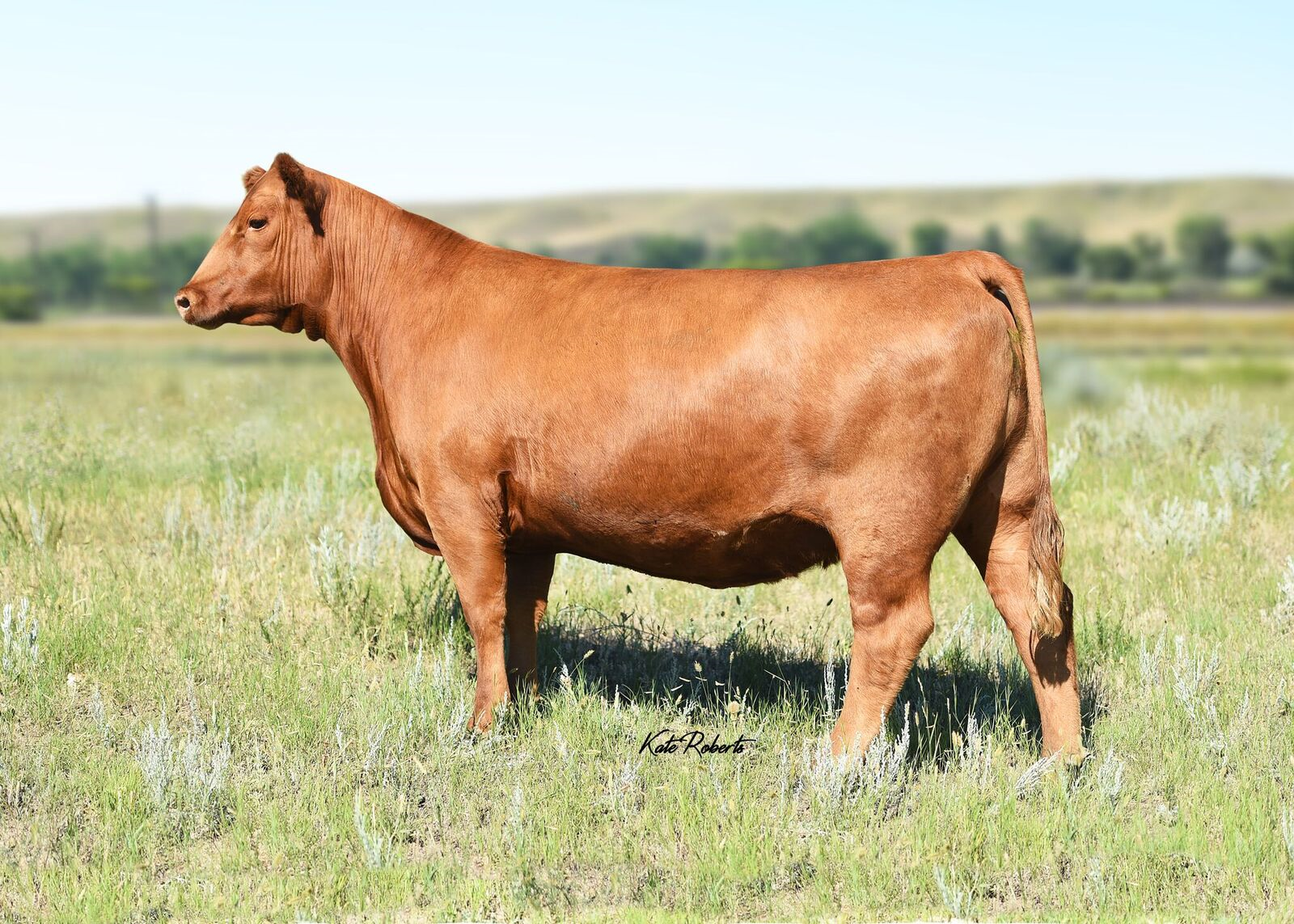 LSF SRR Dina D6403 KR - Copy