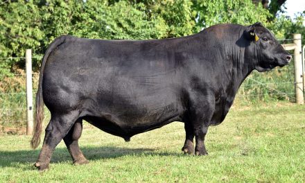 Angus Semen For Sale:  SB10-4554