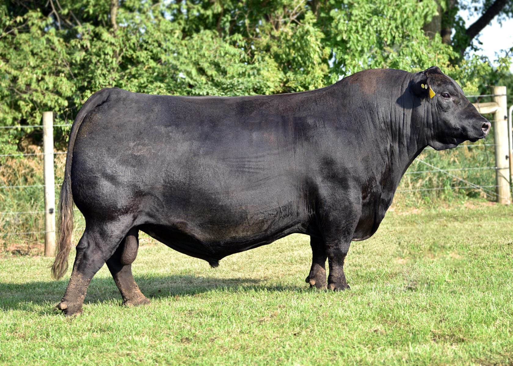 Musgrave Colossal