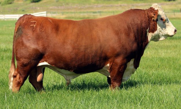 Hereford Semen For Sale:  SB10-4436