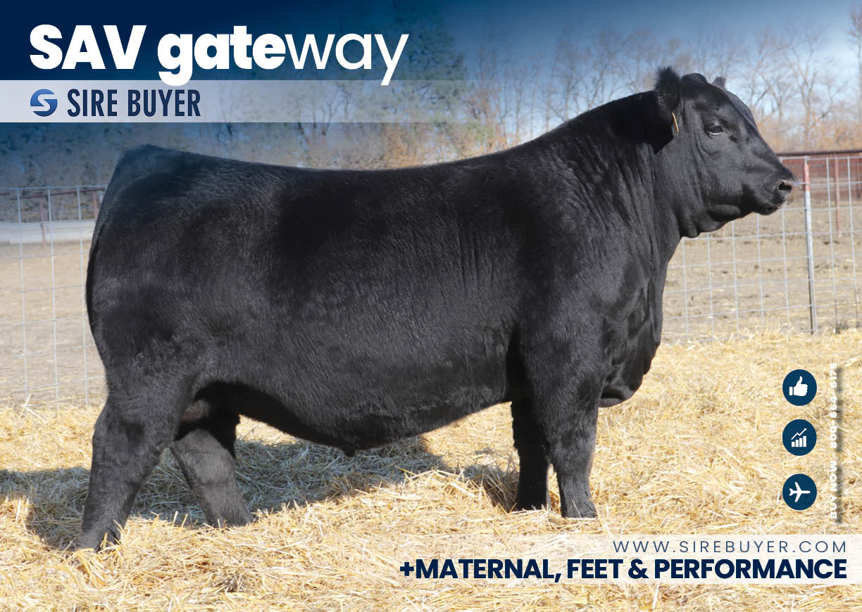 Newly Added Sires - Social Media - sav gateway 4139