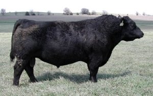 Angus Semen For Sale:  SB10-4420