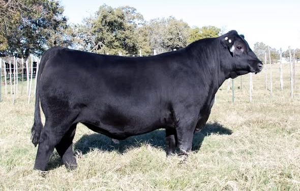 Angus Semen For Sale:  SB10-4484
