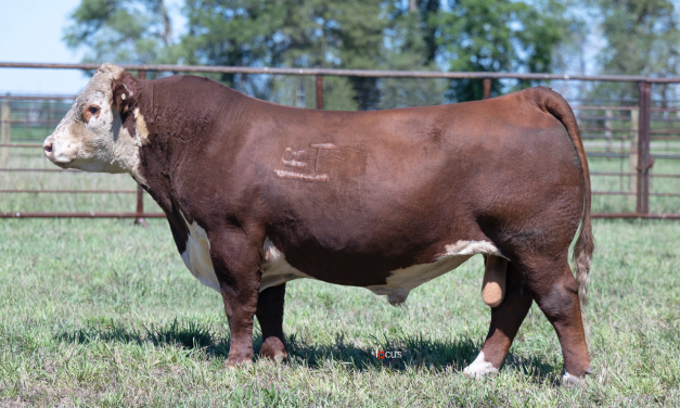 Hereford Semen For Sale:  SB10-4432