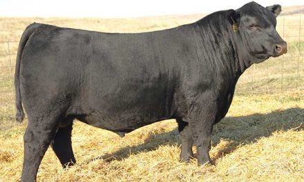 Angus Semen For Sale:  SB10-3885