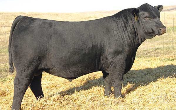 Angus Semen For Sale:  SB10-3885