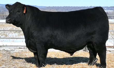 Angus Semen For Sale:  SB10-4469