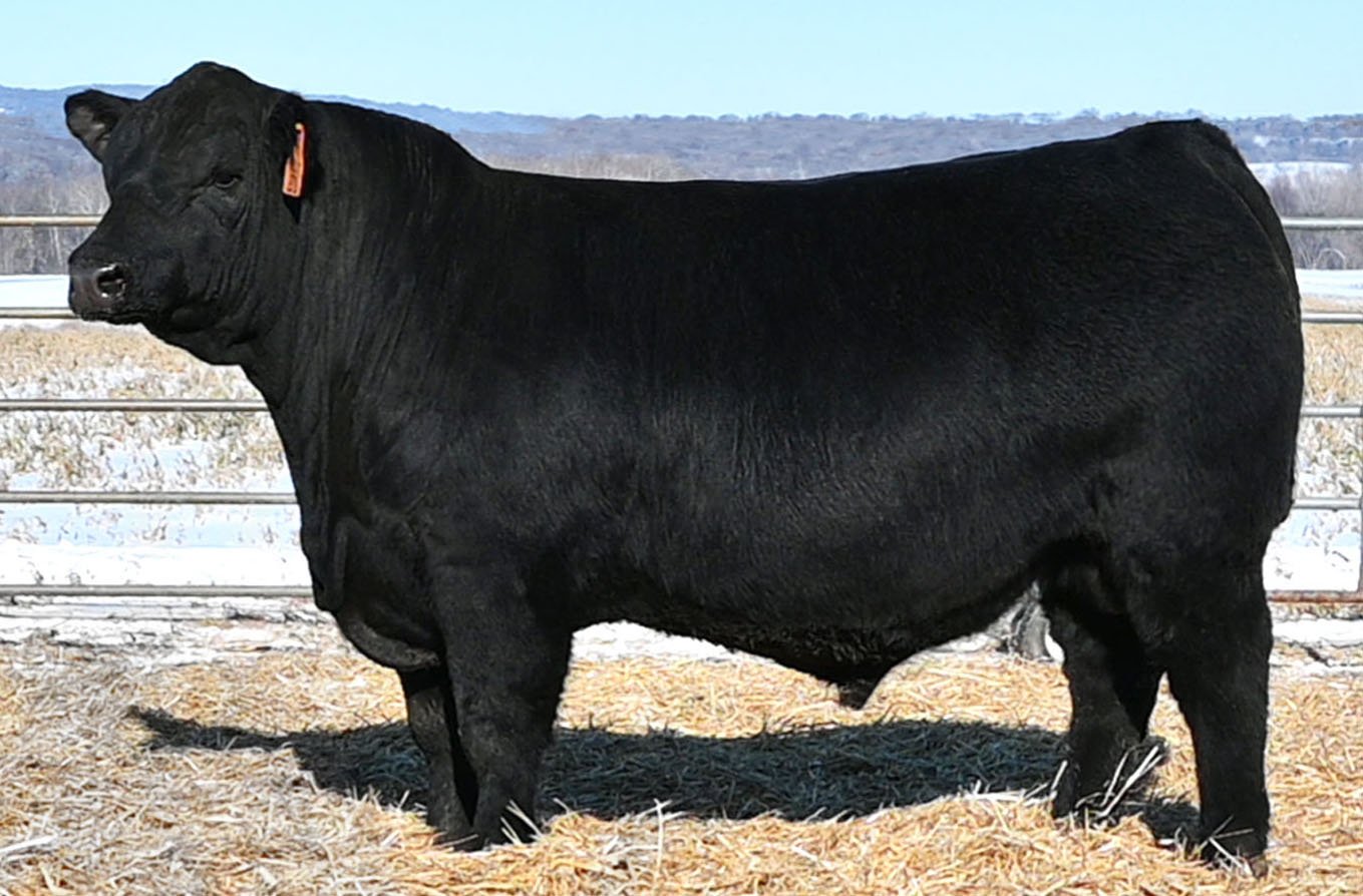 Schiefelbein Goat 1304