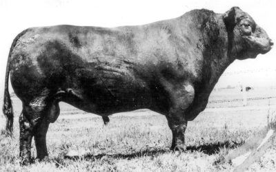 Angus Semen Wanted:  SB10-4441