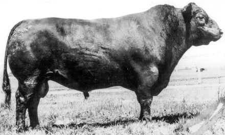 Angus Semen Wanted:  SB10-4441