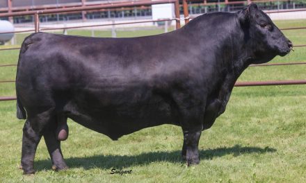 Angus Semen For Sale:  SB10-4431