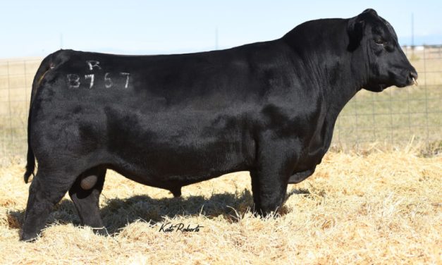 Angus Semen For Sale:  SB10-4435