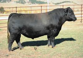 Angus Semen For Sale:  SB10- 4421