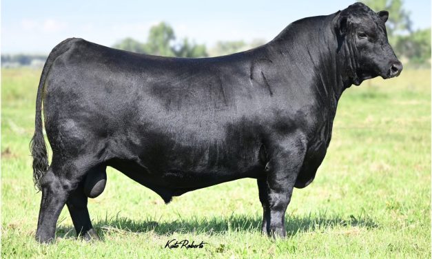 Angus Semen For Sale:  SB10-4472