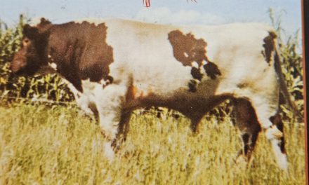 Shorthorn Semen For Sale:  SB10-4482