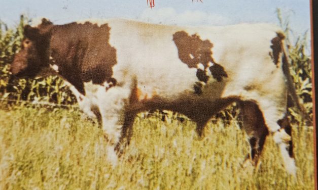 Shorthorn Semen For Sale:  SB10-4482