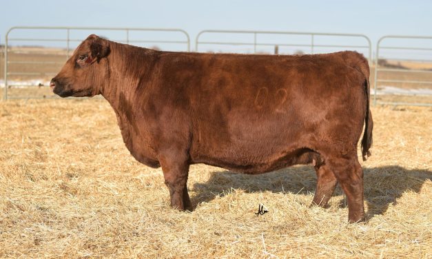 Red Angus Embryos For Sale:  SB10-4424