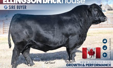 Angus Semen For Sale:  SB10-4443