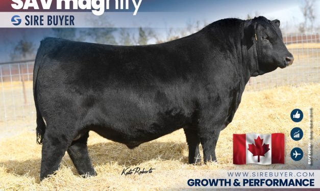 Angus Semen For Sale:  SB10-4428