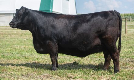 Angus Embryos For Sale:  SB10-4488