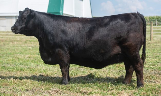 Angus Embryos For Sale:  SB10-4488