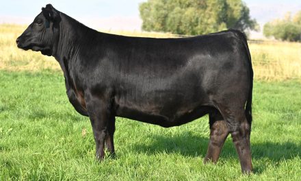 Angus Embryos For Sale:  SB10-4501