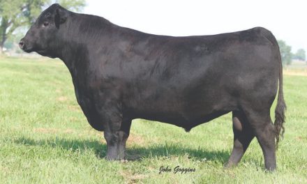 Angus Semen For Sale:  SB10-4502