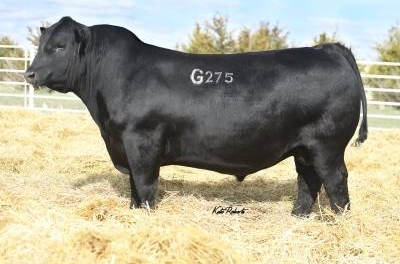 Angus Semen For Sale:  SB10-4529