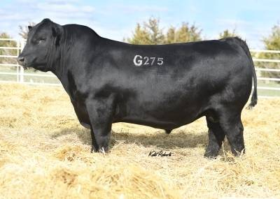 Angus Semen For Sale:  SB10-4529