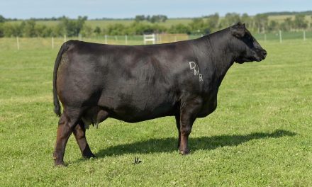 Simmental Embryos For Sale:  SB10-4517