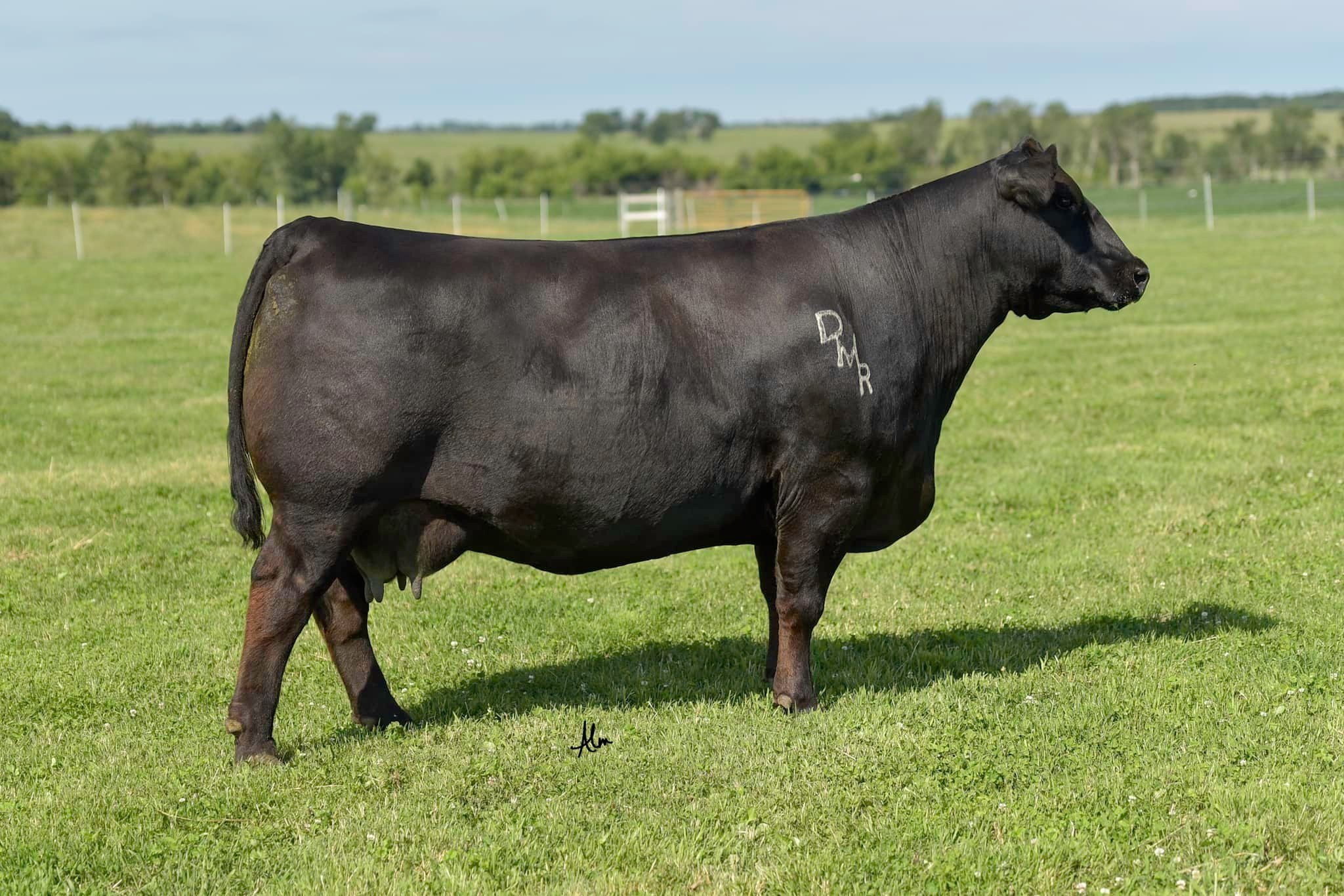 DAMAR DAZZLE Z136