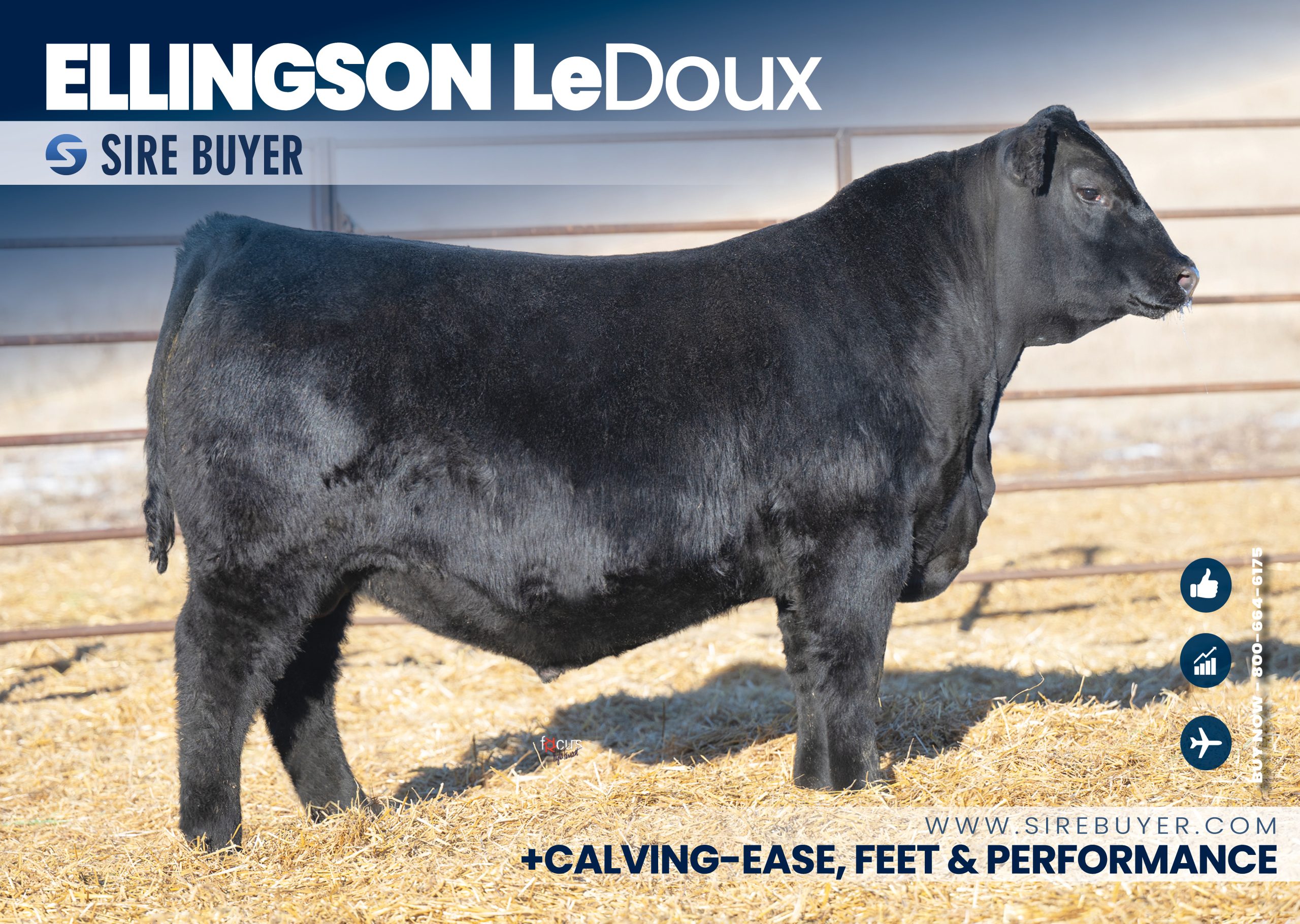 Ellingson LeDoux Reg AAA 20989457 - sirebuyer