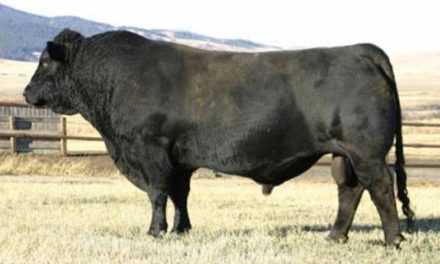 Simmental Semen For Sale:  SB10-4520