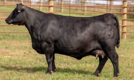 Angus Embryos For Sale:  SB10-4493