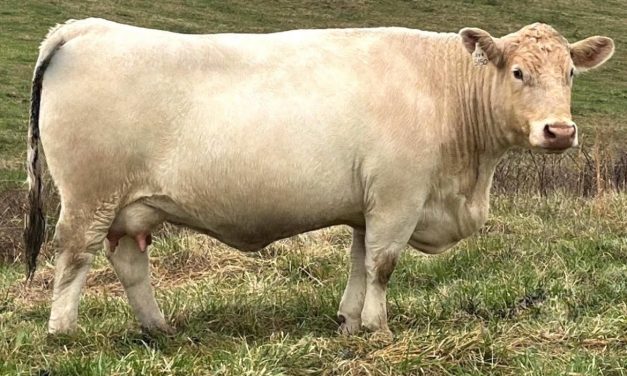 Charolais Embryos For Sale:  SB10-4607