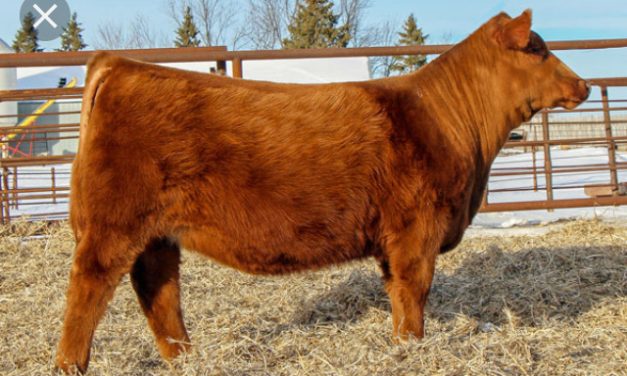 Red Angus Embryos For Sale:  SB10-4522