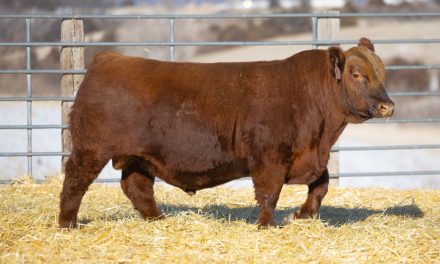 Red Angus Semen For Sale:  SB10-4512