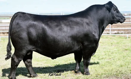 Angus Semen For Sale:  SB10-4530