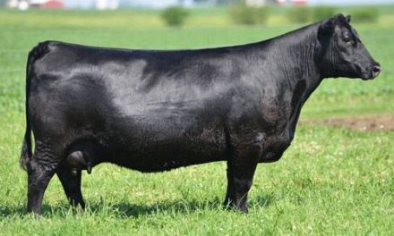 Angus Embryos For Sale:  SB10-4504