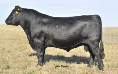 Angus Semen For Sale: SB10-4636