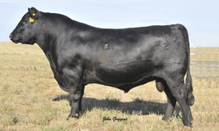 Angus Semen For Sale:  SB10-4494