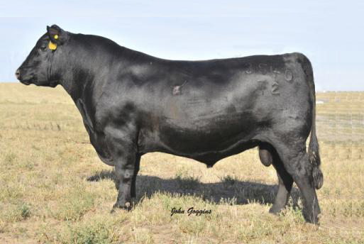 Angus Semen For Sale: SB10-4636