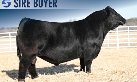 Angus Semen For Sale: SB10-4515