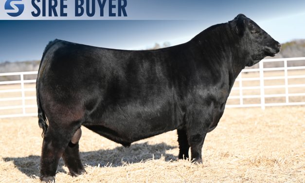 Angus Semen For Sale: SB10-4515