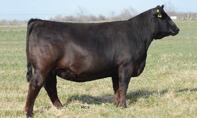 Angus Embryos For Sale:  SB10-4530