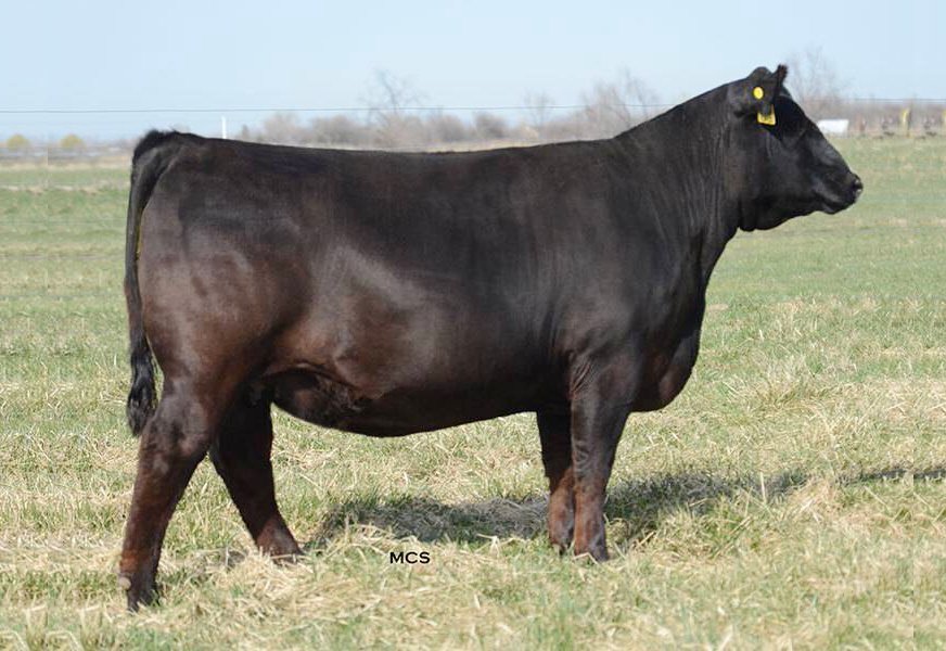 Shaw-Lady-Payweight-6343