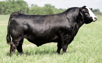 Simmental Semen Wanted: TJSC Boone Pickens 46C