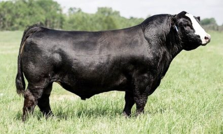 Simmental Semen Wanted: TJSC Boone Pickens 46C