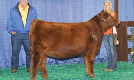 Red Angus Embryos For Sale:  SB10-4526