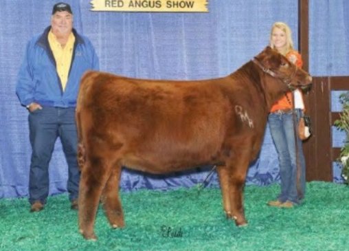 Red Angus Embryos For Sale:  SB10-4526